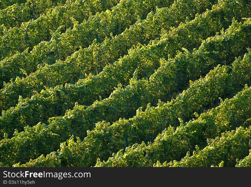 Vineyard under Kalvarija Hill in Maribor