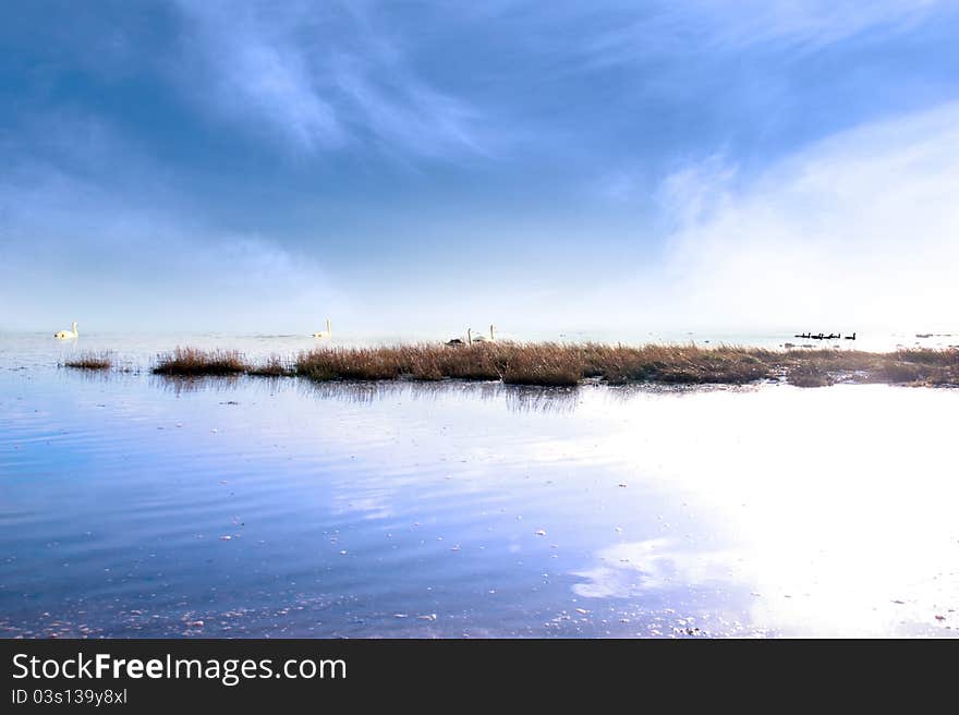 A family of swans gliding on the calm water with rushes and blue sky and a fog rolling in at sunset. A family of swans gliding on the calm water with rushes and blue sky and a fog rolling in at sunset