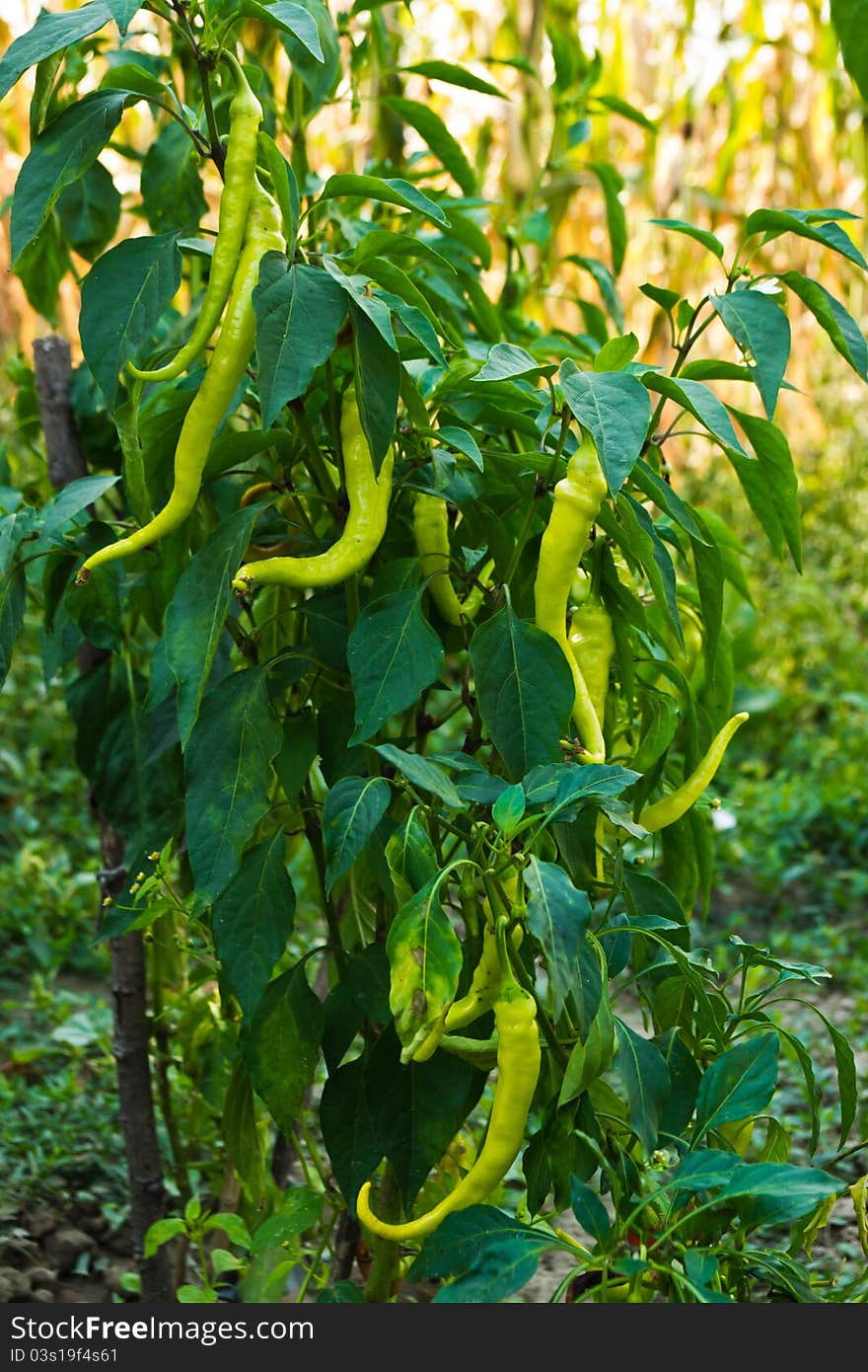 Organic chili pepper plant