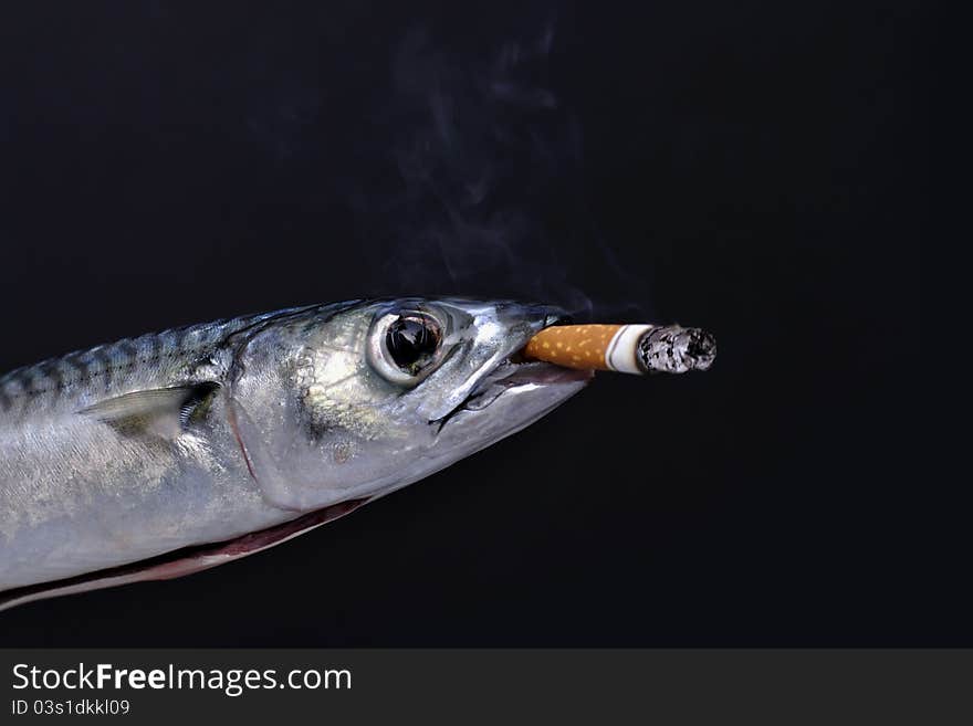 Dead mackerel with lit cigarette in mouth on black background. Dead mackerel with lit cigarette in mouth on black background