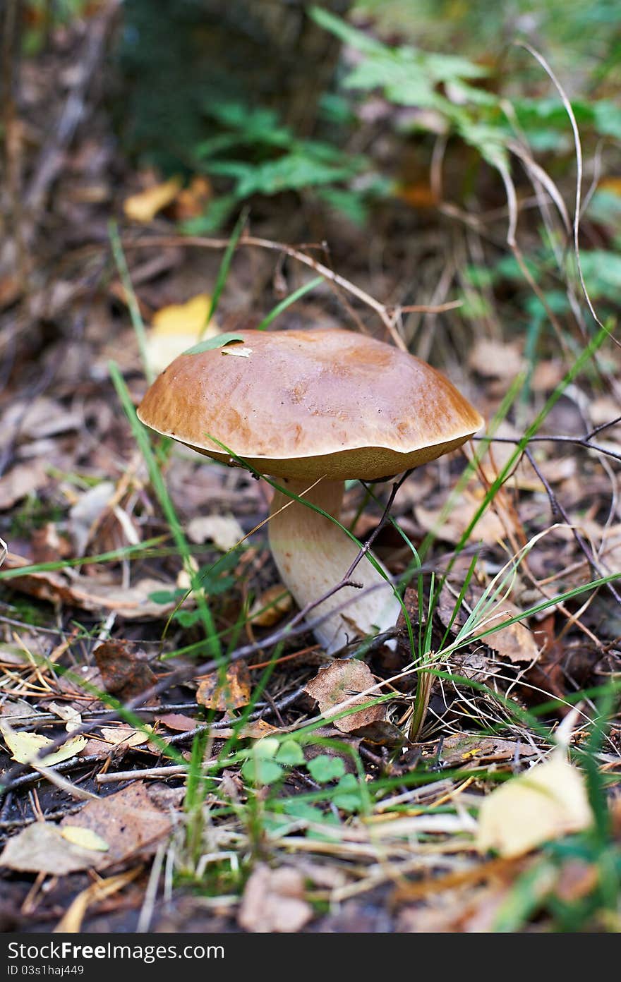 Mushroom Boletus edulis