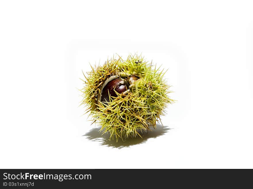 Beech Nut Isolated