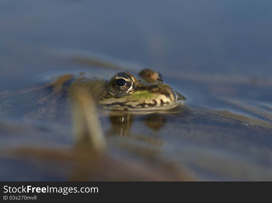 A frog in the water