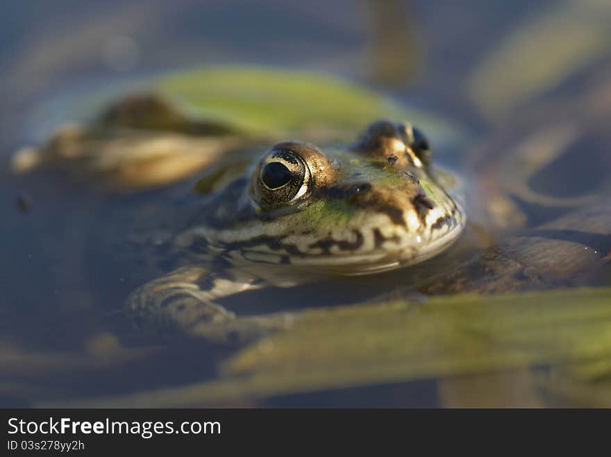 A frog in the water