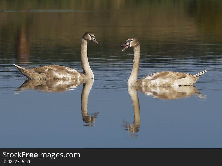 Family of swans