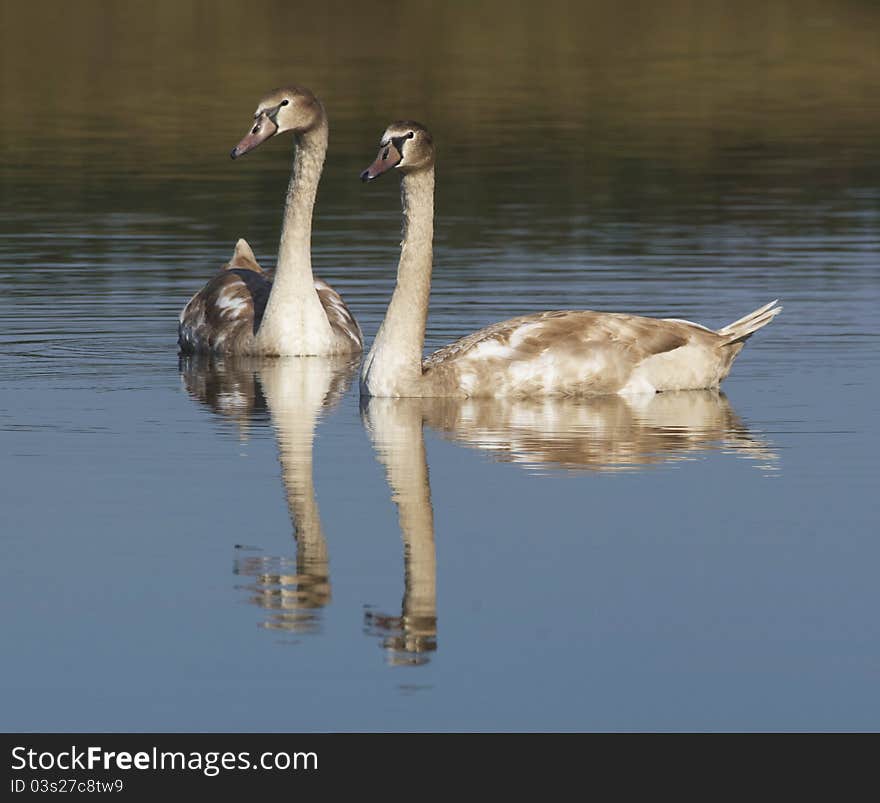 Family of swans at the lake