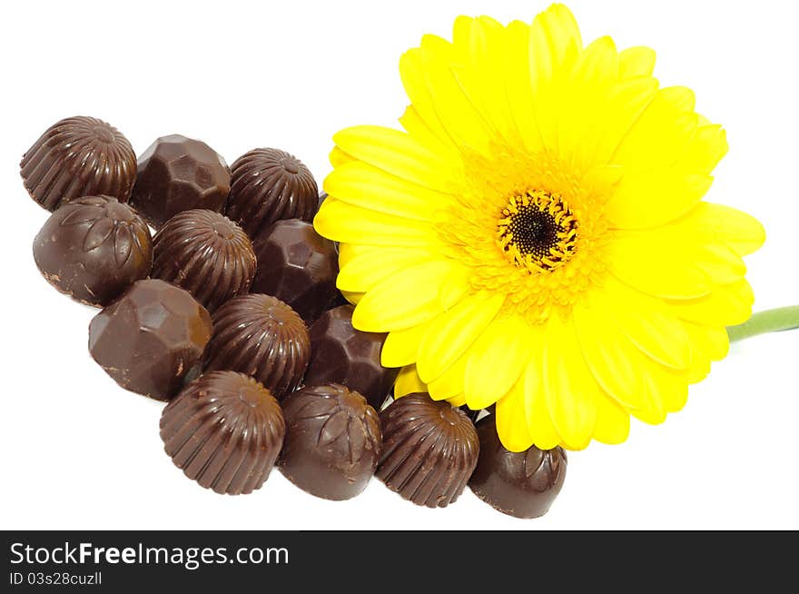 Beautiful yellow gerber and chocolate on white background