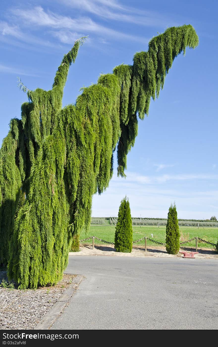 Weeping Sequoia Trees