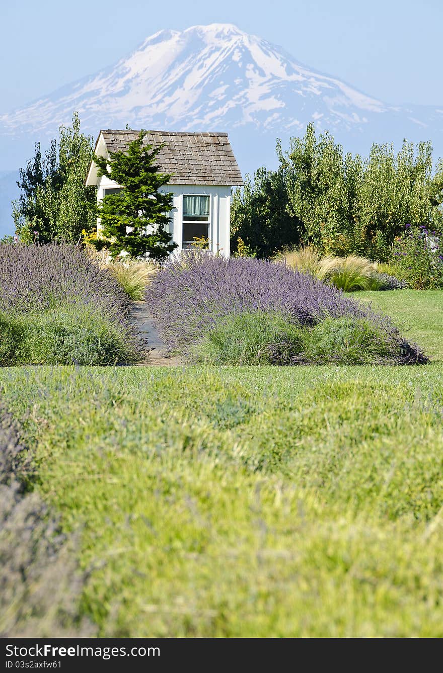 Lavender Farm and Mount Adams Oregon