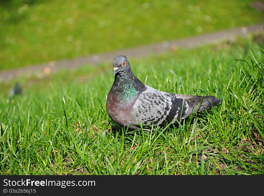 Pigeon in the green grass