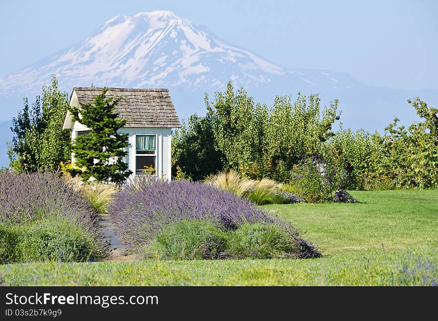 Lavender Farm and Mount Adams Oregon