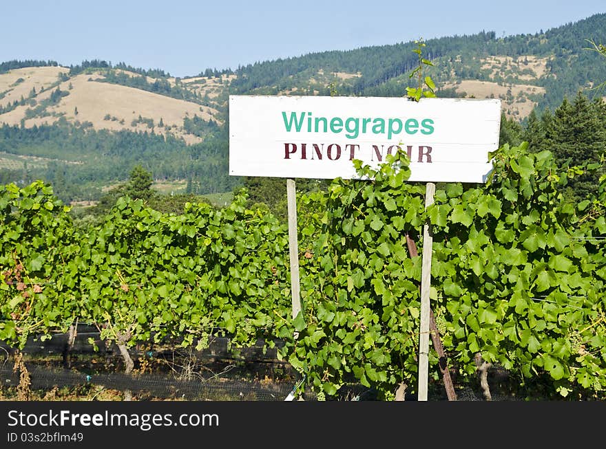 Vineyard In The Columbia River Gorge Oregon