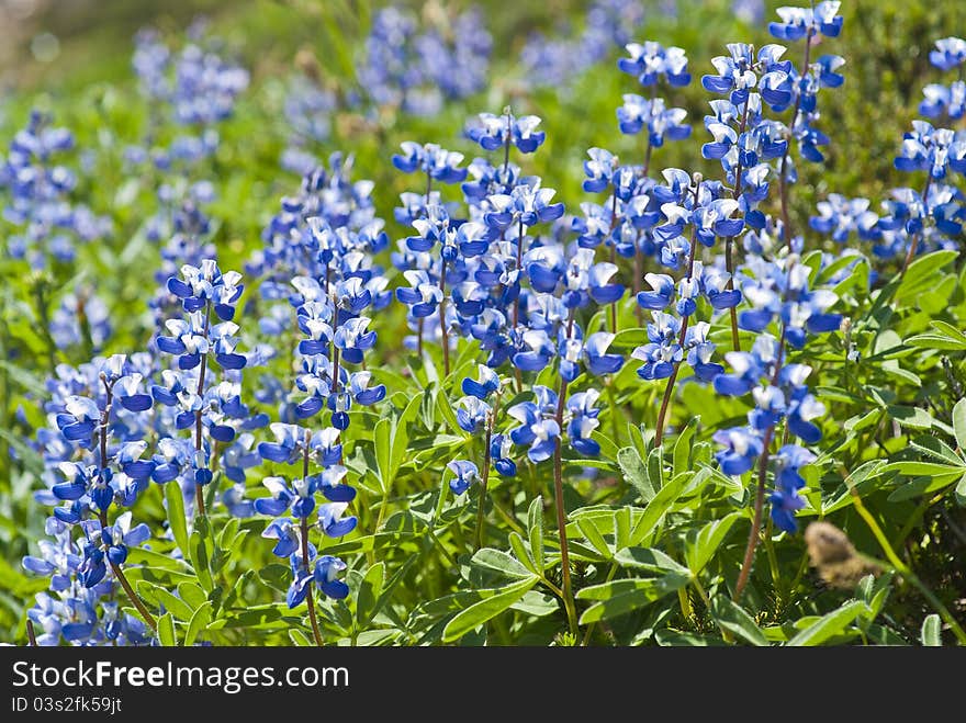 Wild Lupin Flowers Backlit