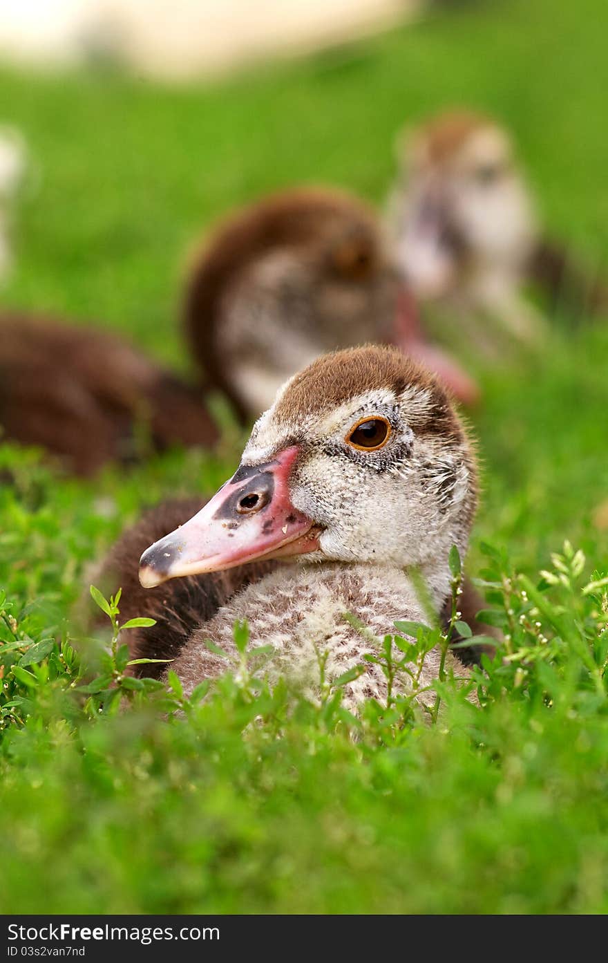 Little young duck on the grass. Selective focus. Little young duck on the grass. Selective focus