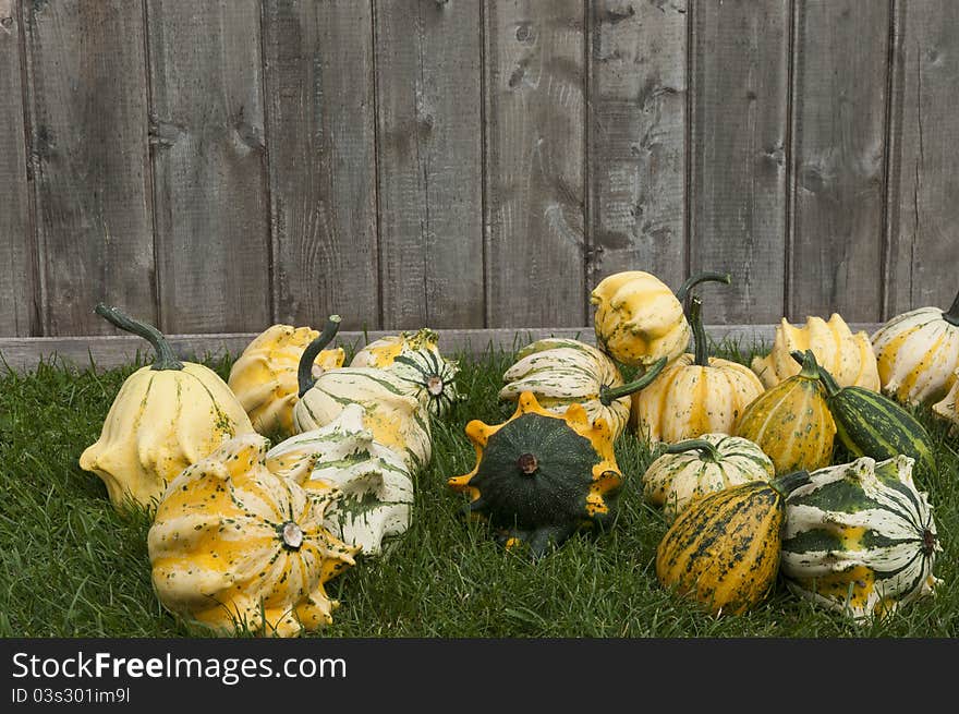 Decorative Pumpkin