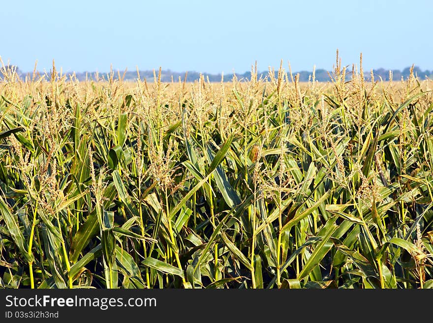 Corn Texture