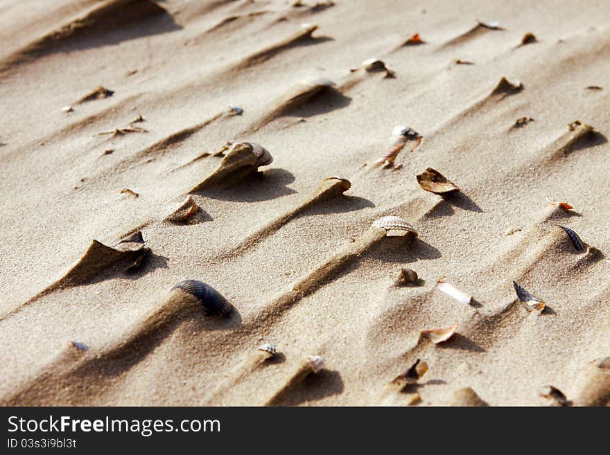 Background of sand and shells against the sun