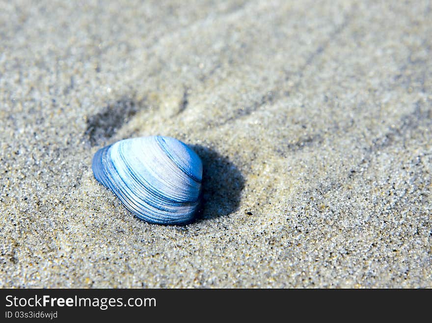 Blue seashell in the sand close up