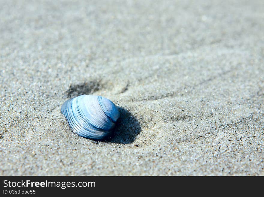 Blue seashell in the sand outdoors. Blue seashell in the sand outdoors