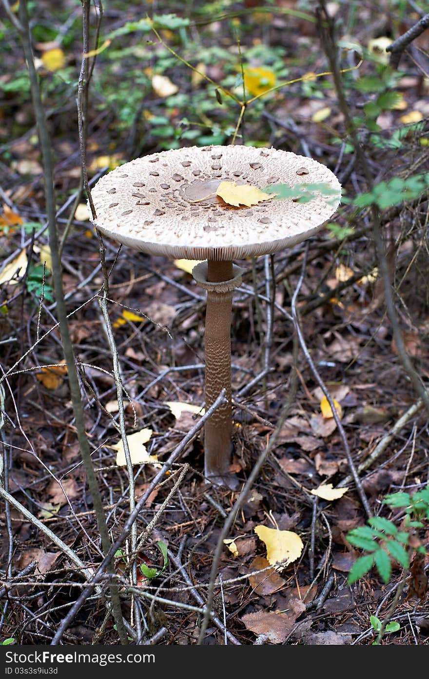 Mushroom Amanita citrina