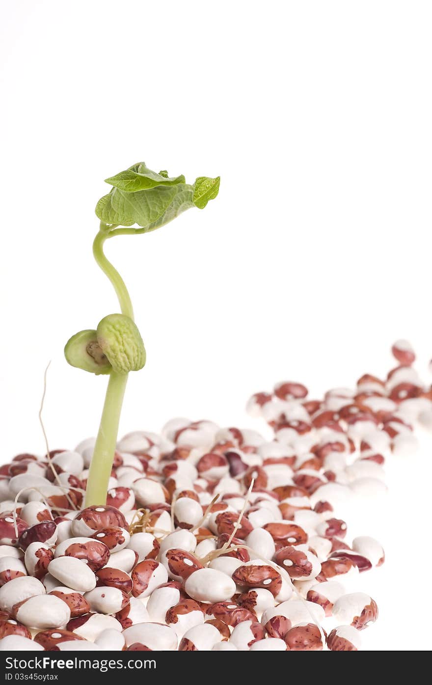 Green fresh new sprout over haricot multicolored  beans. Green fresh new sprout over haricot multicolored  beans