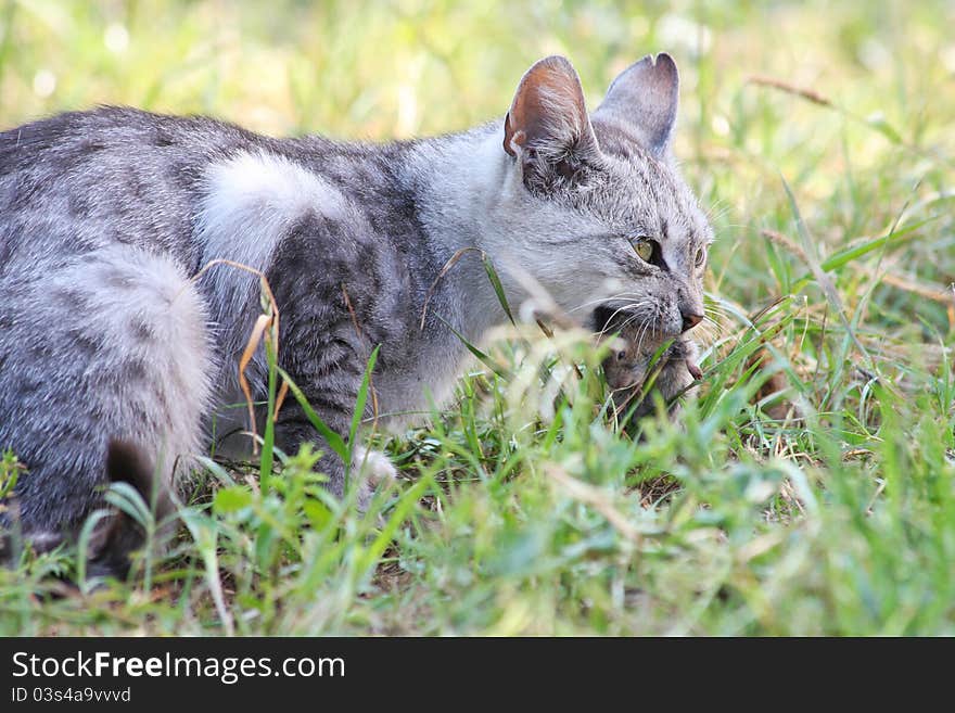 Cat caught mouse in her mouth. Cat caught mouse in her mouth