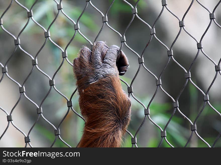 Hand of an Orang Utan