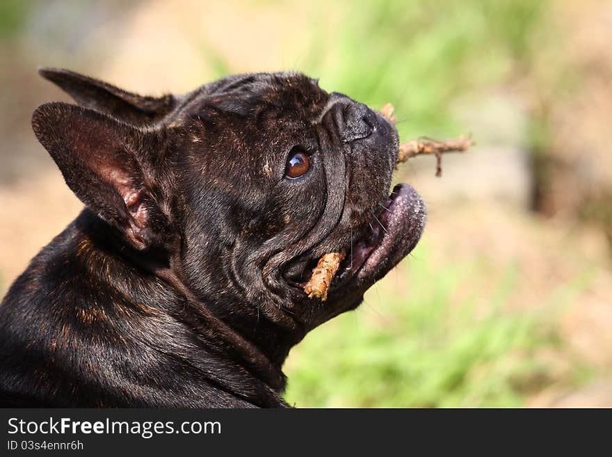 French Bulldog