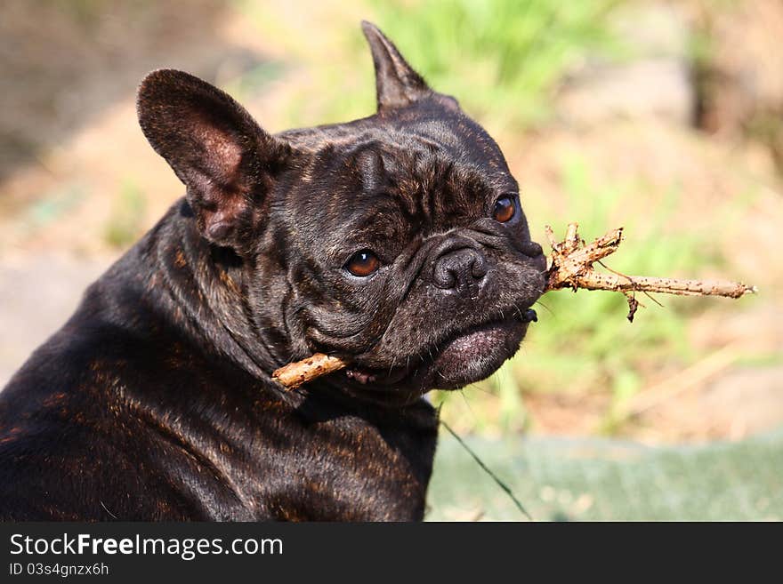 French bulldog