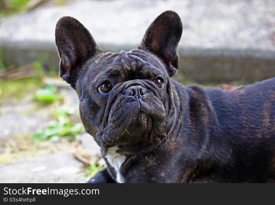 French Bulldog