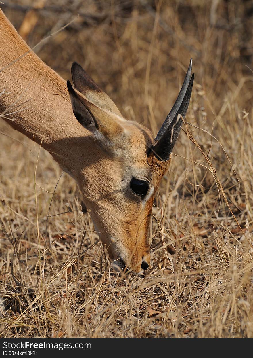 Young Impala (Aepyceros Melampus)