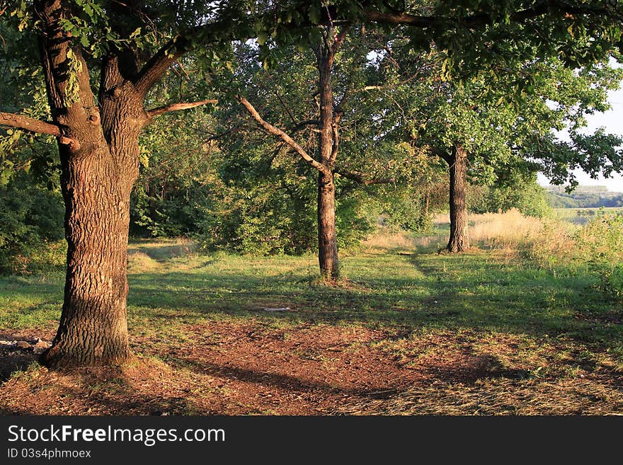 Three oaks in the sunbeams of a gentle sunrise on the river in Russia. Lighting creates the effect of the picture painted in oil. Three oaks in the sunbeams of a gentle sunrise on the river in Russia. Lighting creates the effect of the picture painted in oil