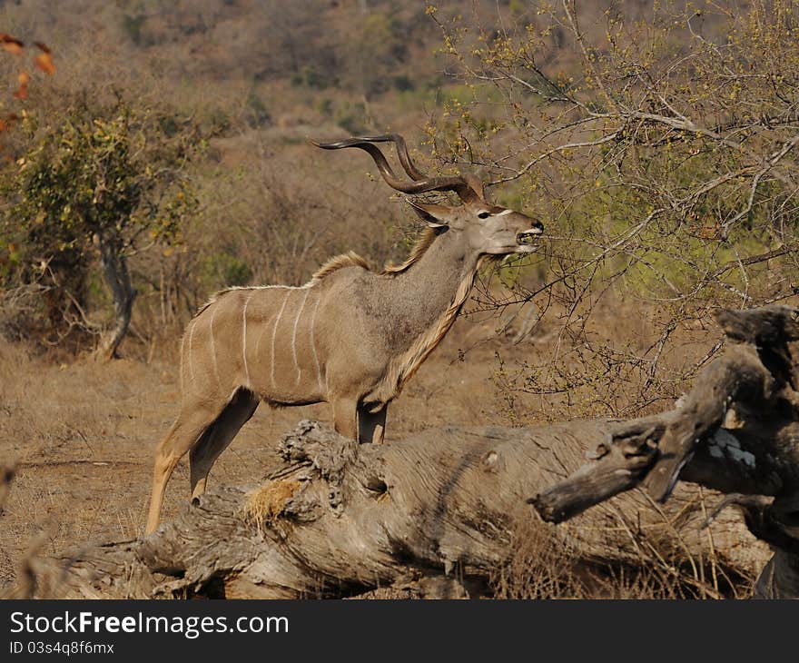 This is a eating kudu. This is a eating kudu.