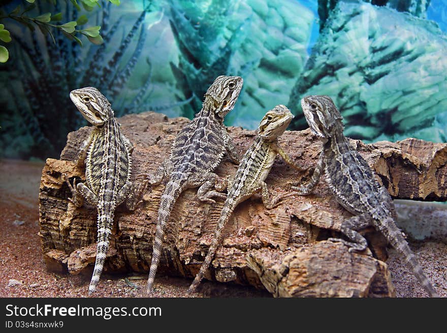 Lizards