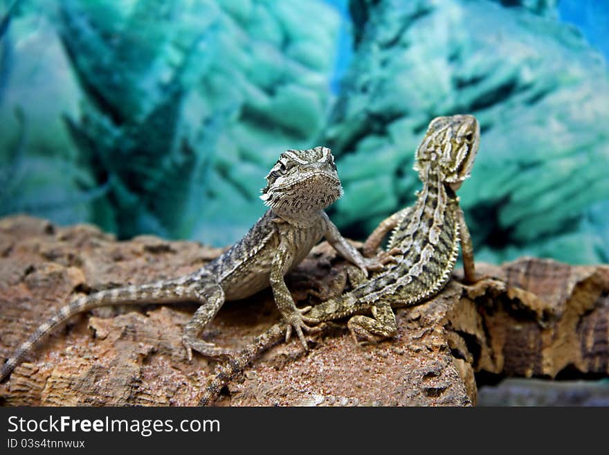 Two Lizards