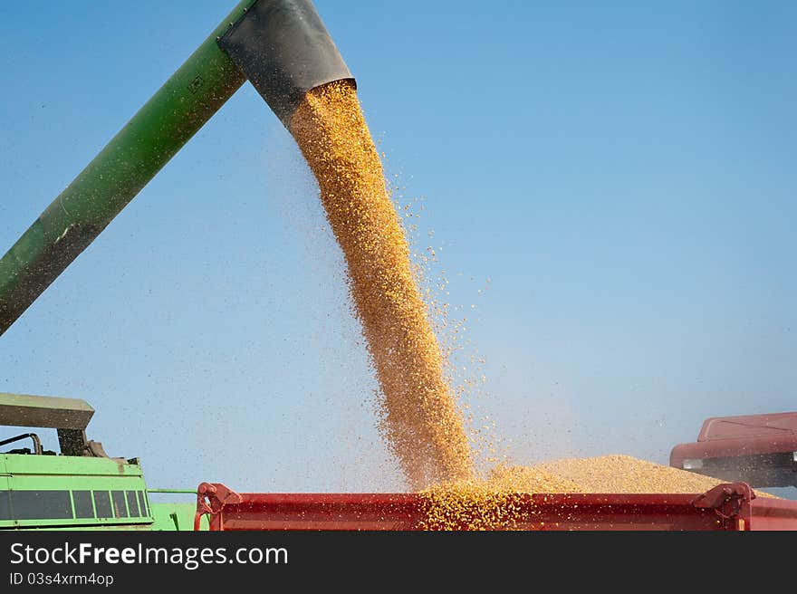 Loading of grain of corn in the tractor trailer. Loading of grain of corn in the tractor trailer