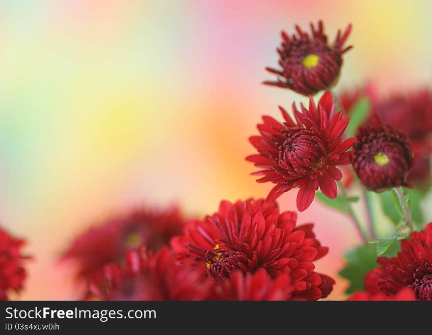 Close-up of   chrysanthemum flower