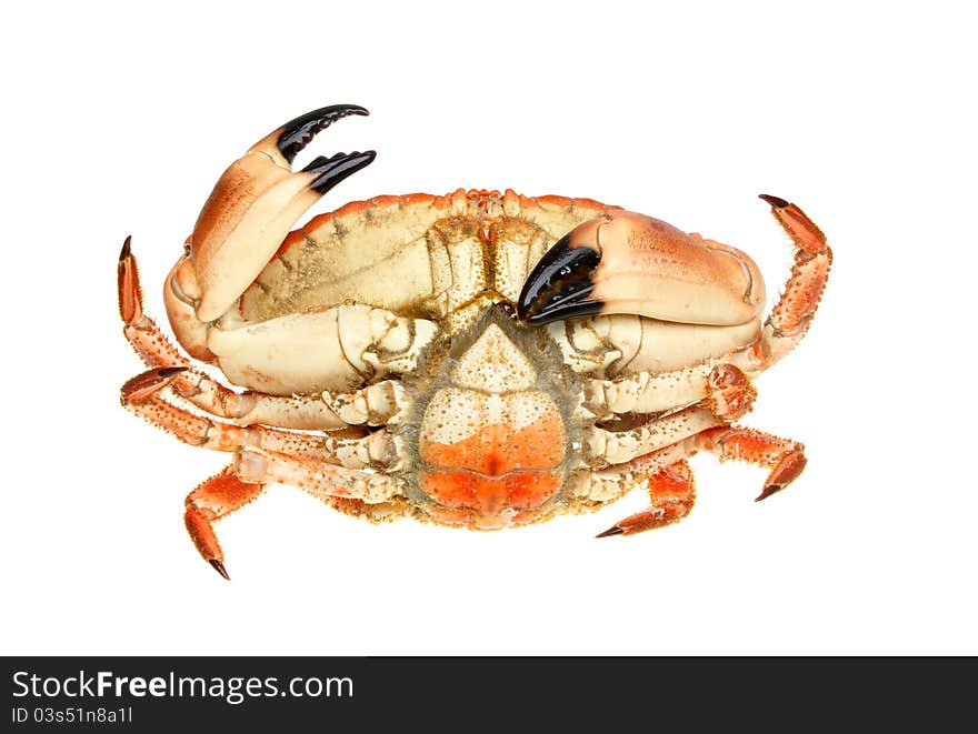 The underside of a cooked brown crab isolated against white. The underside of a cooked brown crab isolated against white