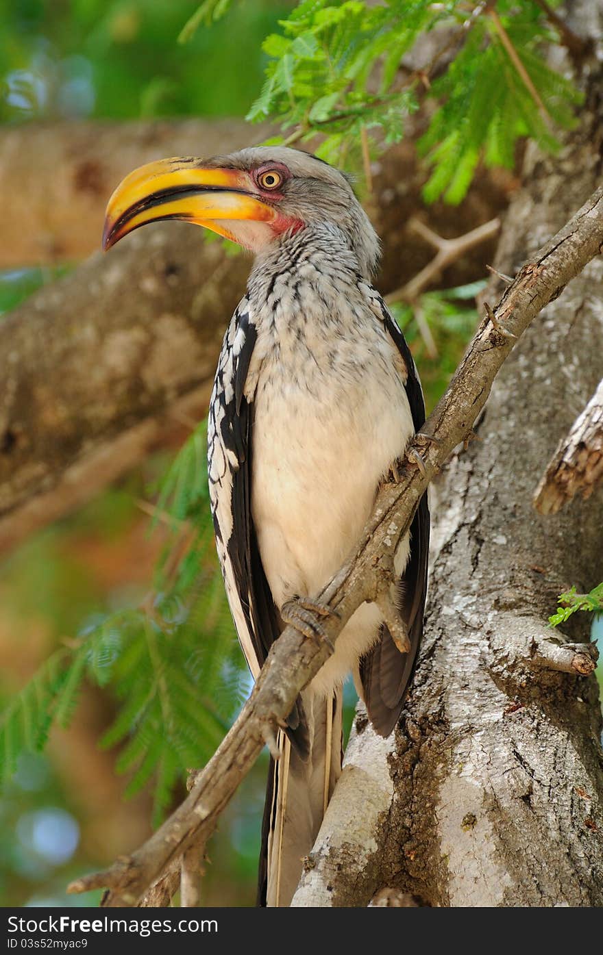 Red-Billed Hornbill (Tockus erythrorhynchus)