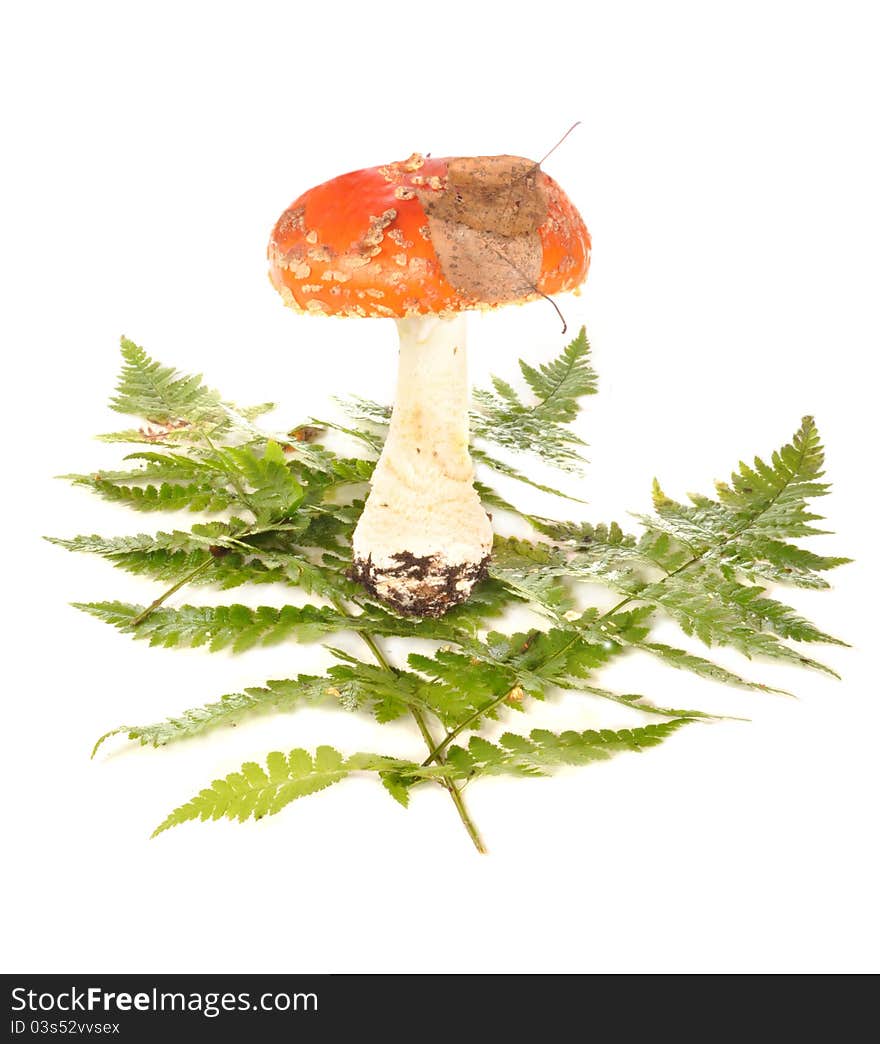 The fly agaric costs on leaves