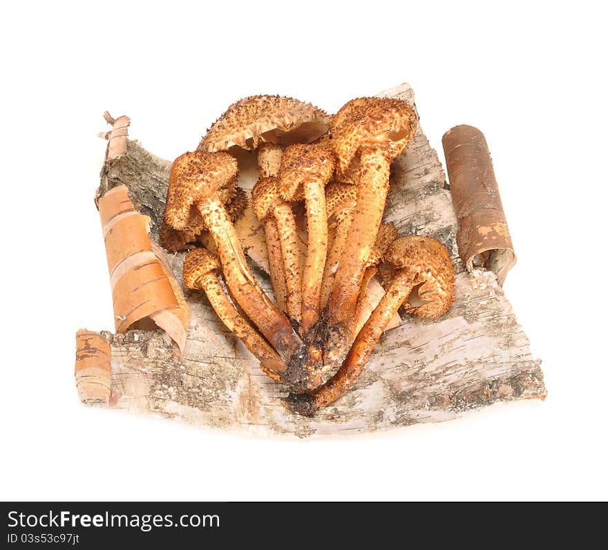 Honey Agarics On A Bark Of A Birch