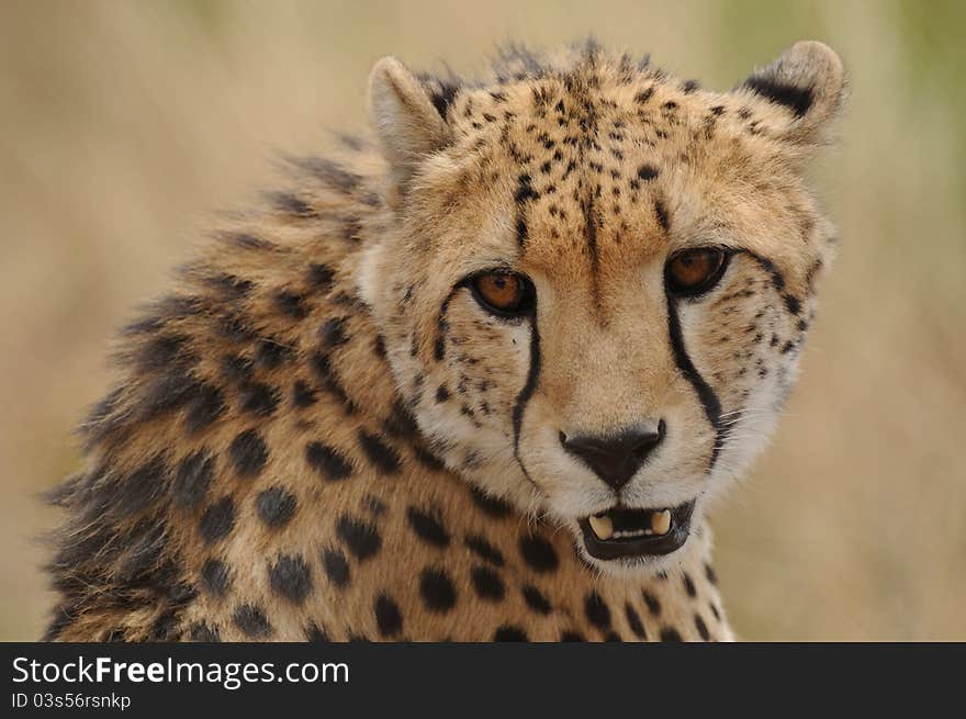 Portrait of a Cheetah (Acinonyx Jubatus)