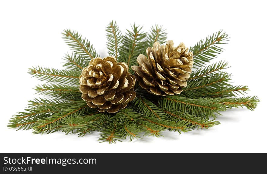 Two cones on twigs of the spruce. Two cones on twigs of the spruce