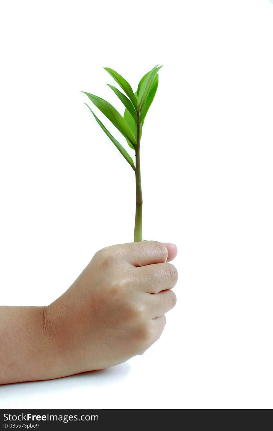 Hand and the trees on the background