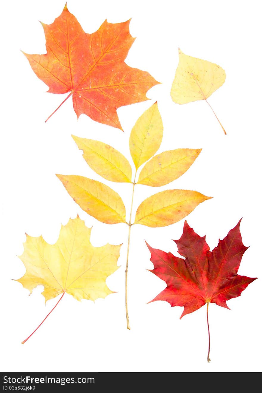 Collection beautiful colourful autumn leaves isolated on white background