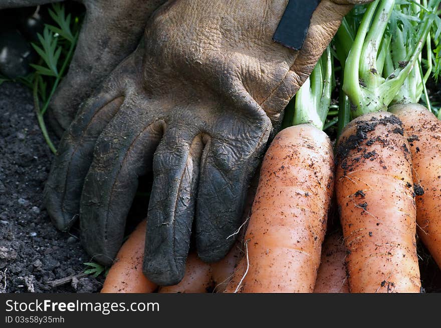 Carrots close up