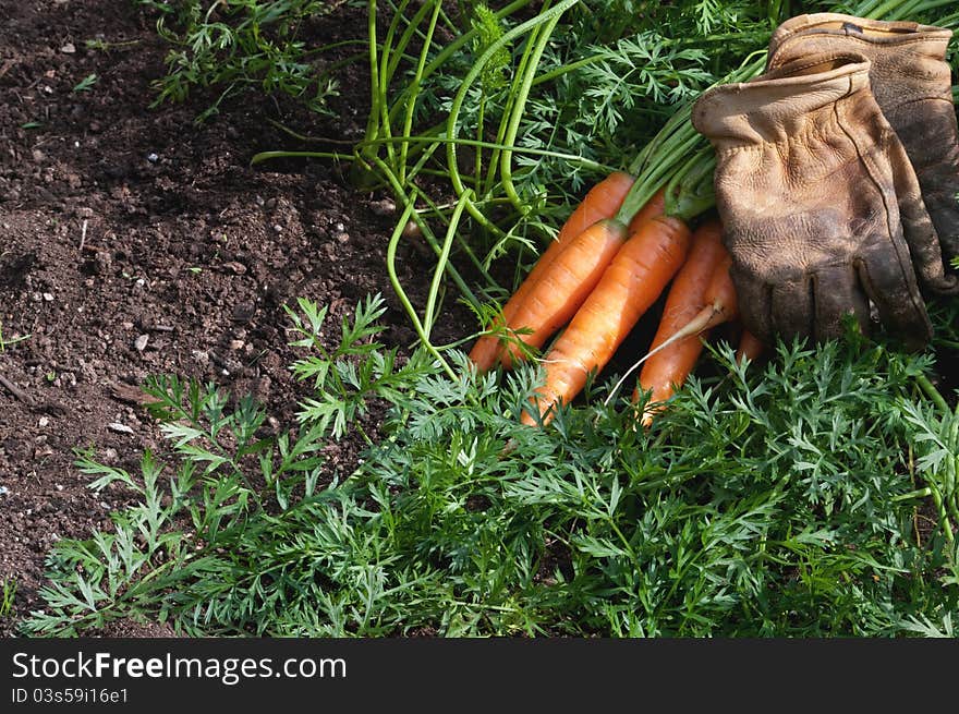 Carrots Horizontal