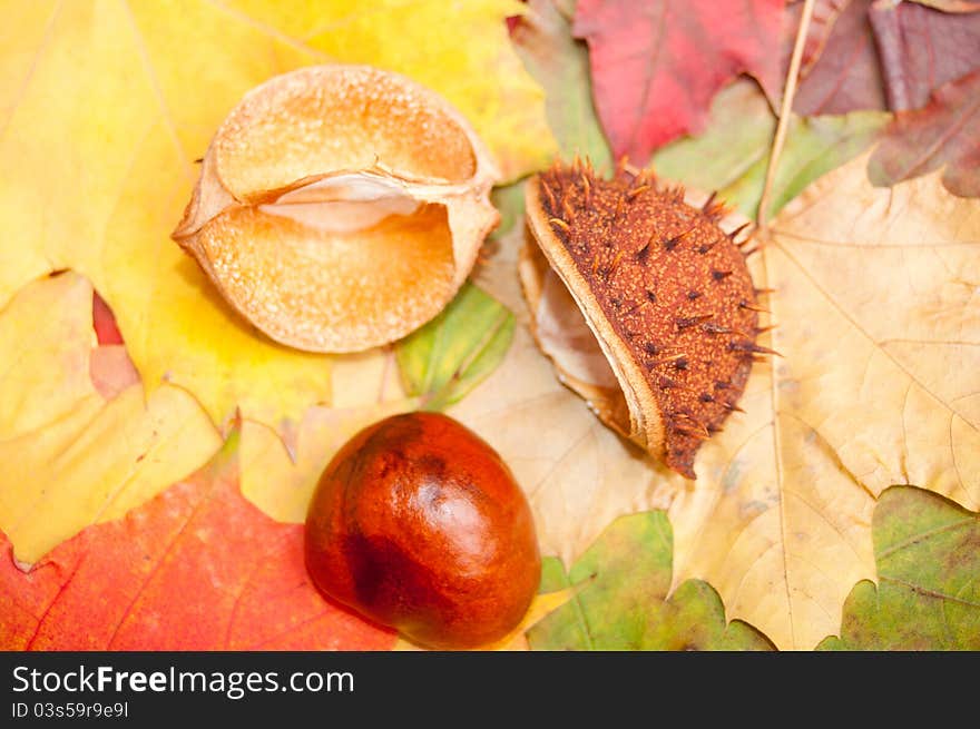 Autumn decorations on a white background