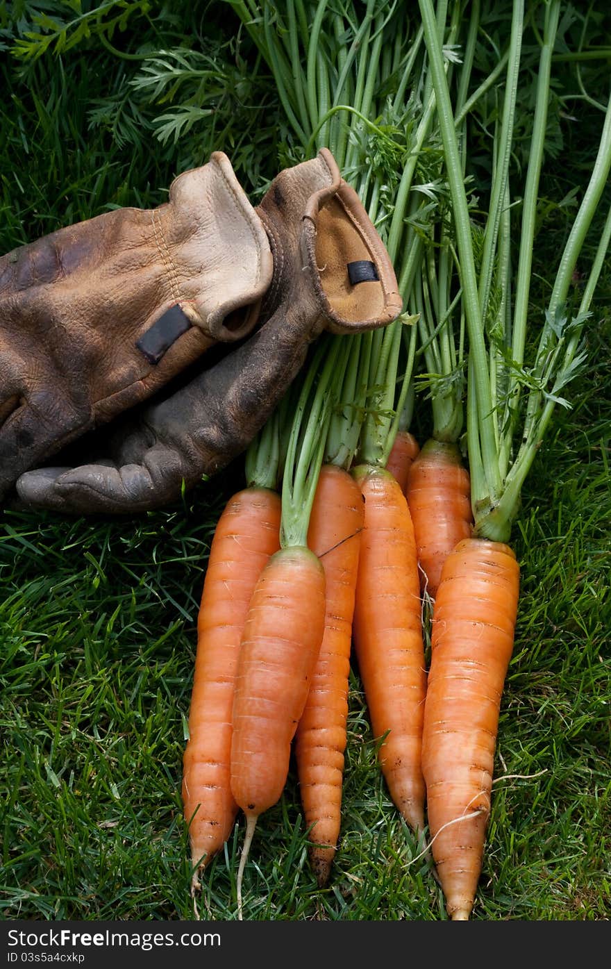 Carrots Vertical