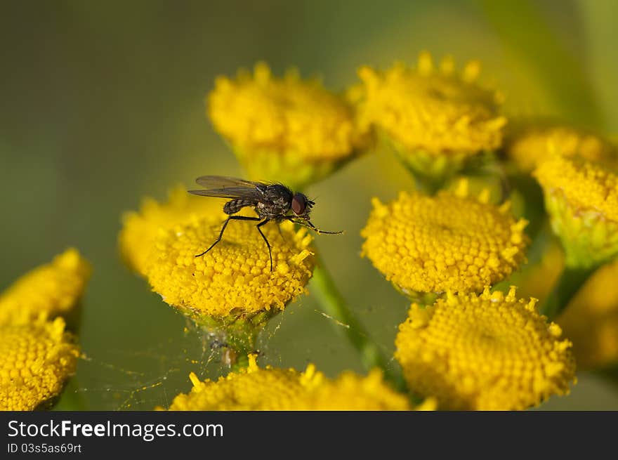 Small fly on a flower